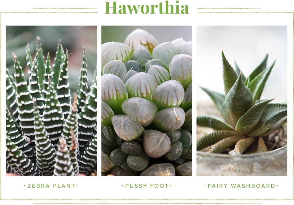 sukulent türleri haworthia