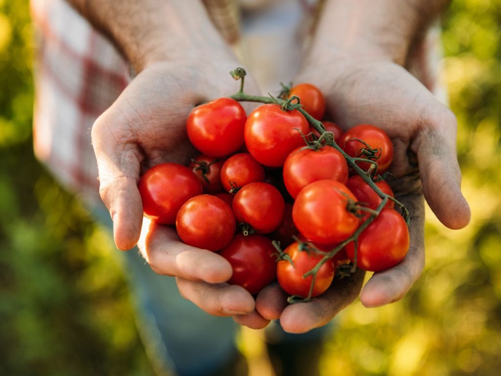 domates üretimi